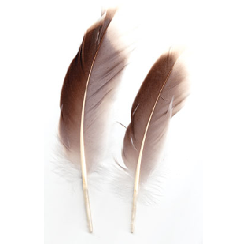 Grey Goose Feather